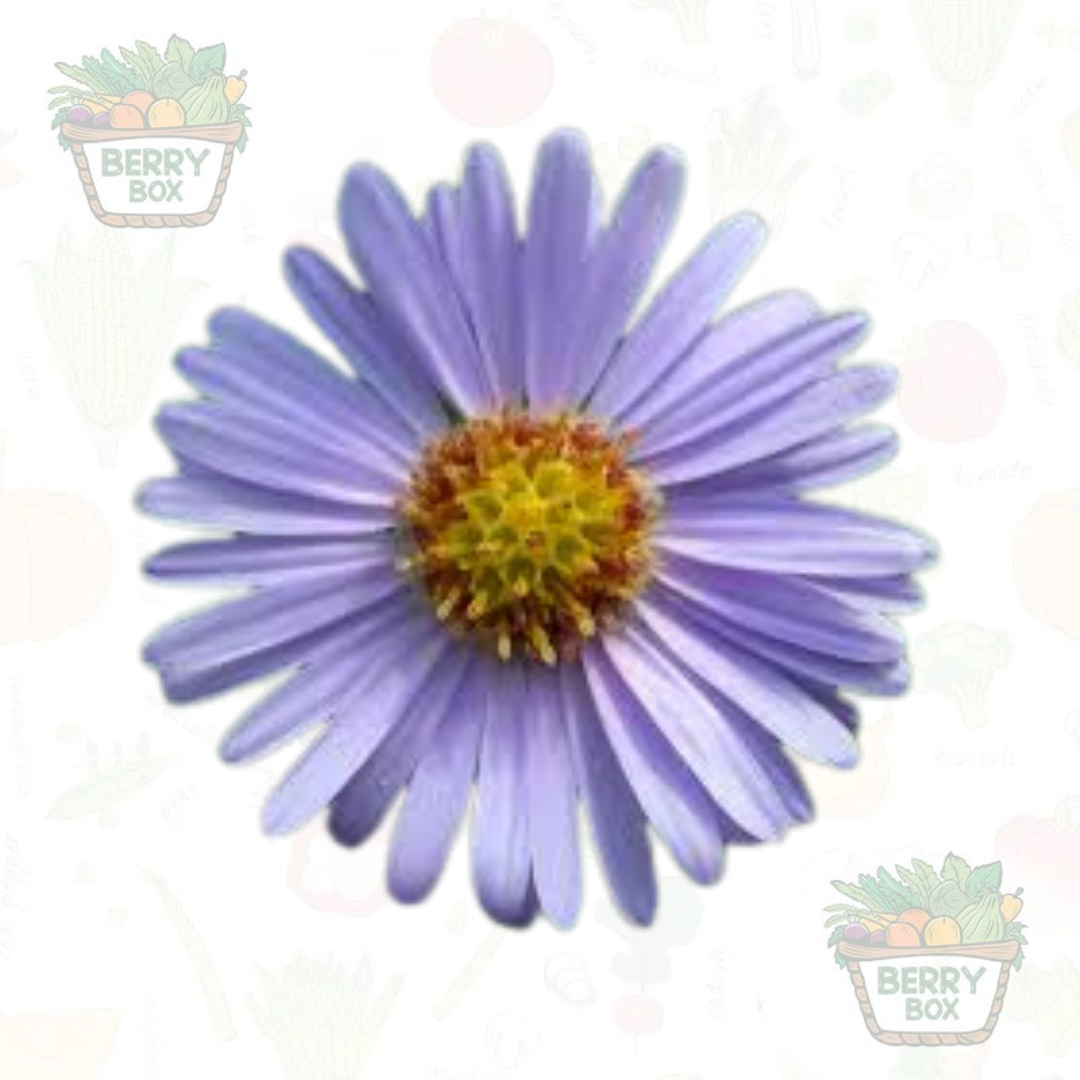 Aster