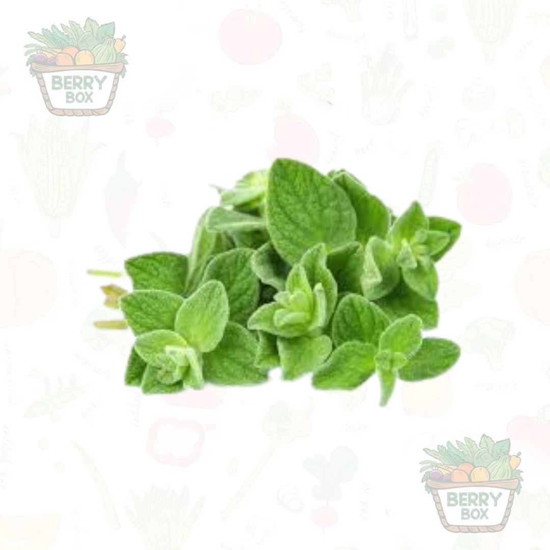 Herbs – Oregano