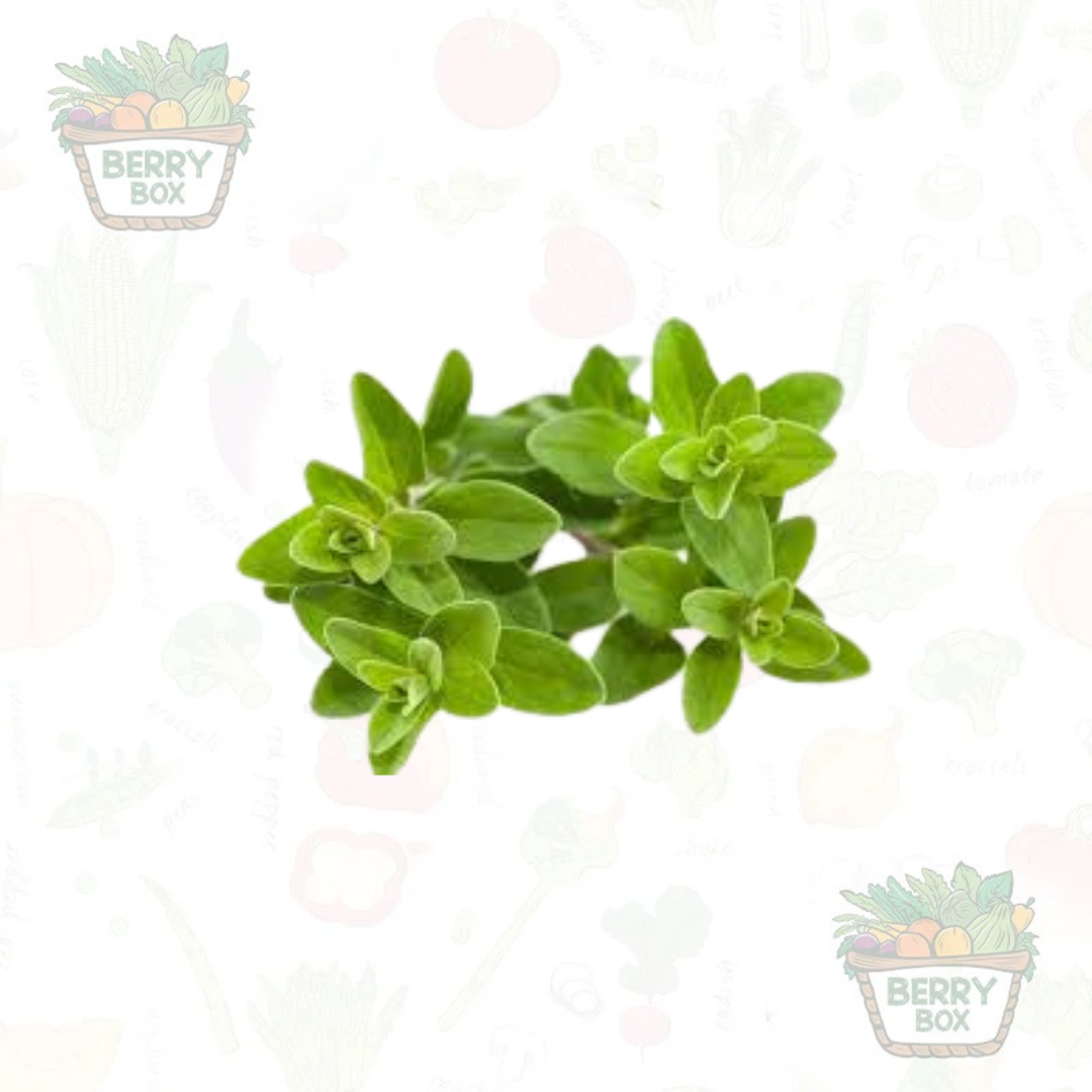 Herbs – Sweet Marjoram