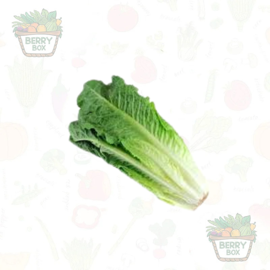 Lettuce Romaine Green