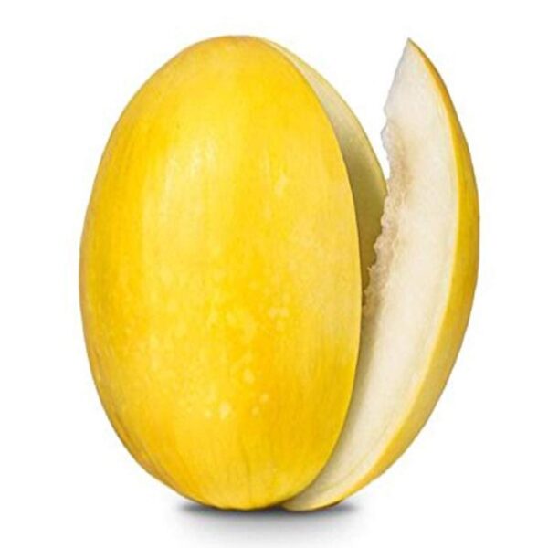 Sun melon
